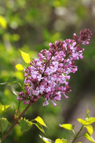 丁香花