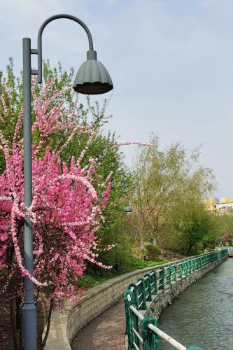 春意荡然鸟语花马家沟畔香丽水公园
