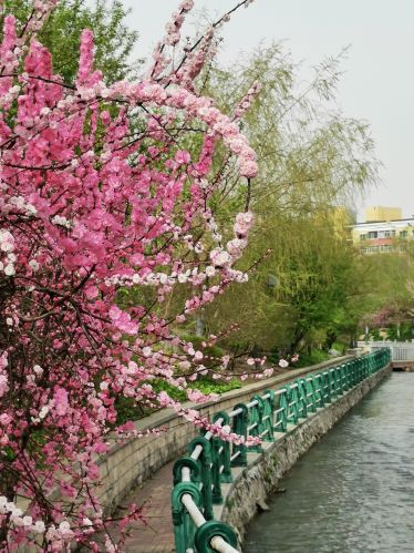 春意荡然鸟语花马家沟畔香丽水公园
