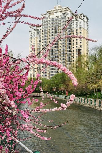 春意荡然鸟语花马家沟畔香丽水公园