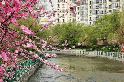 春意荡然鸟语花马家沟畔香丽水公园