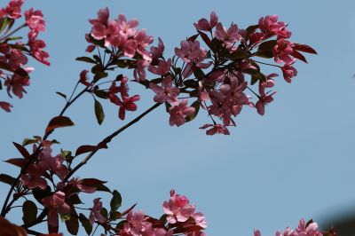 海棠花