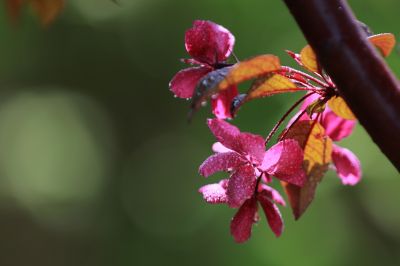 海棠花