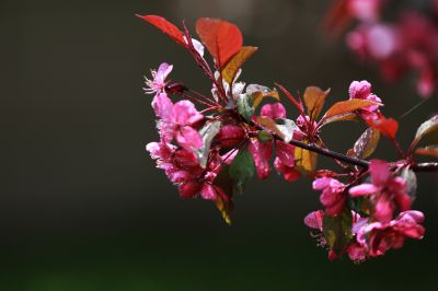 海棠花