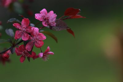 海棠花