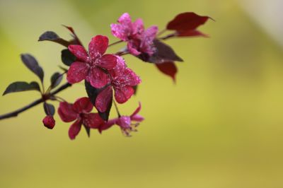海棠花