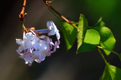 丁香花