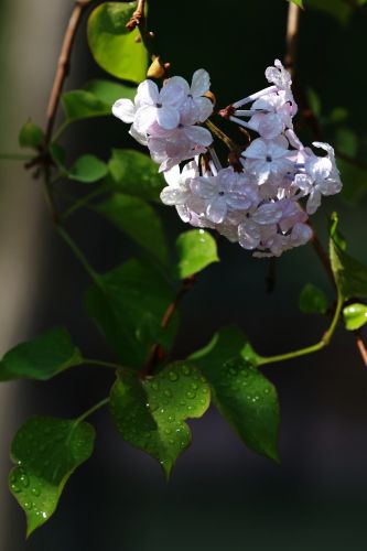 丁香花