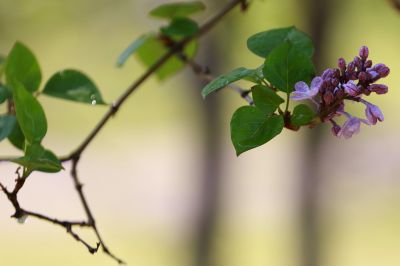 丁香花