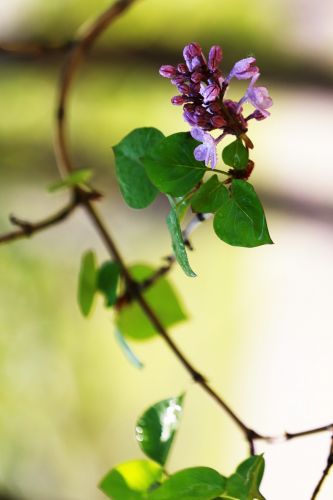 丁香花