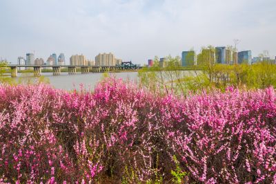 花团锦簇的松花江畔2