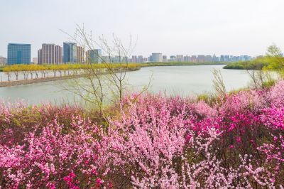 花团锦簇的松花江畔2