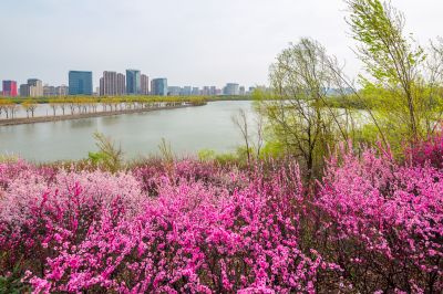 花团锦簇的松花江畔2