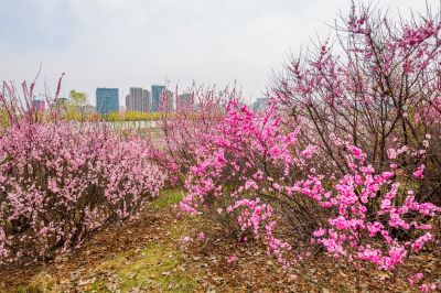 花团锦簇的松花江畔2