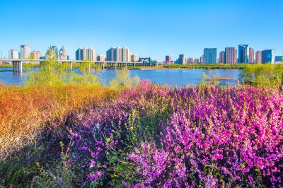 花团锦簇的松花江畔2
