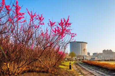花团锦簇的松花江畔1