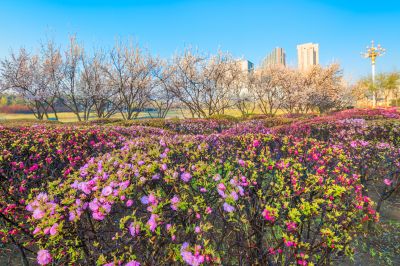 花团锦簇的松花江畔1