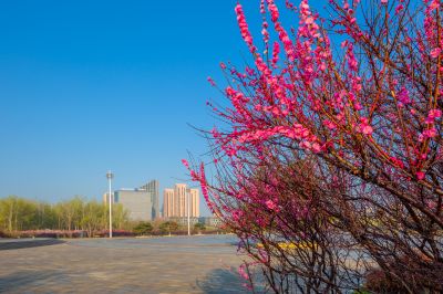 花团锦簇的松花江畔1