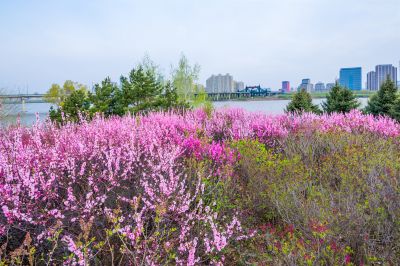 花团锦簇的松花江畔1