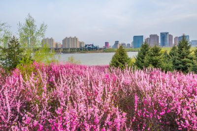 花团锦簇的松花江畔1