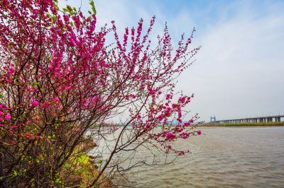花团锦簇的松花江畔1