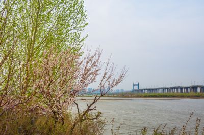 花团锦簇的松花江畔1