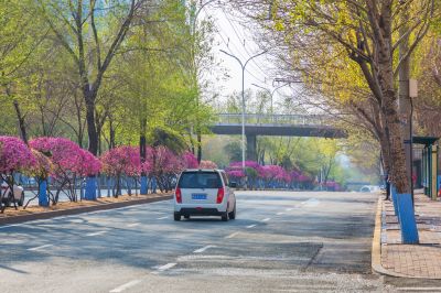 和兴路榆叶梅盛开