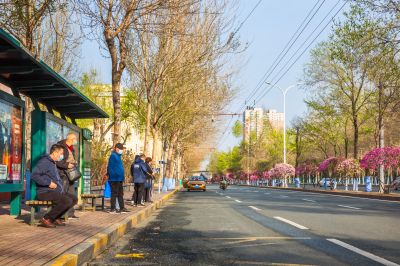 和兴路榆叶梅盛开