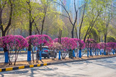 和兴路榆叶梅盛开