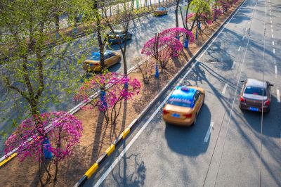 和兴路榆叶梅盛开