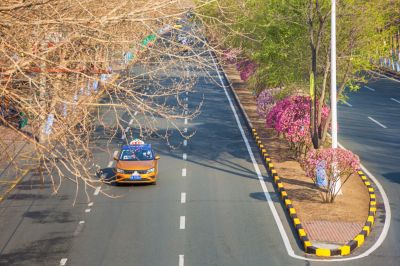 和兴路榆叶梅盛开
