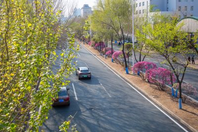 和兴路榆叶梅盛开
