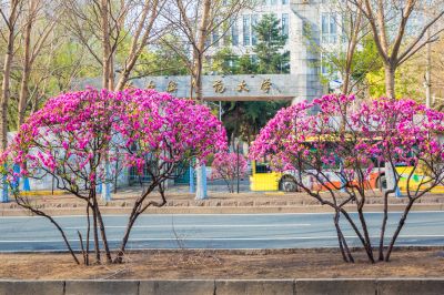 和兴路榆叶梅盛开
