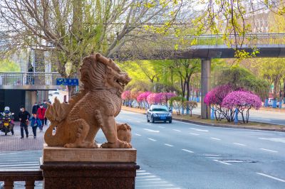 和兴路榆叶梅盛开