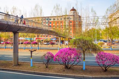 和兴路榆叶梅盛开