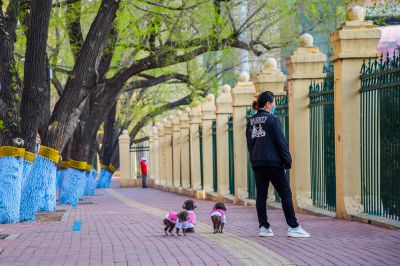 和兴路榆叶梅盛开