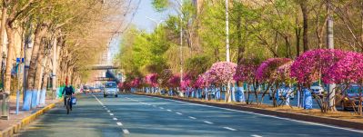 和兴路榆叶梅盛开