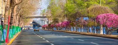 和兴路榆叶梅盛开
