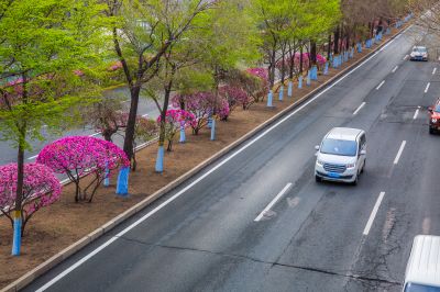 和兴路榆叶梅花开