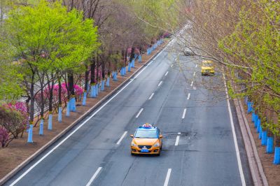 和兴路榆叶梅花开
