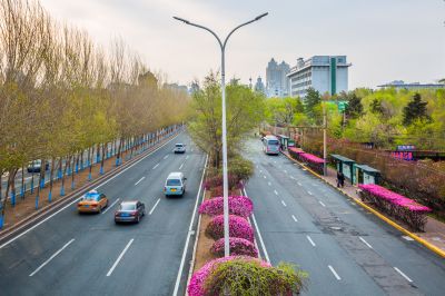 和兴路榆叶梅花开