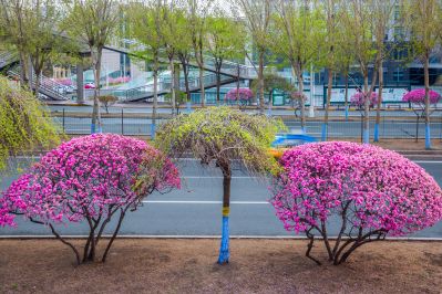 和兴路榆叶梅花开