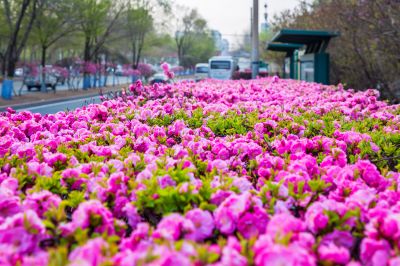 和兴路榆叶梅花开