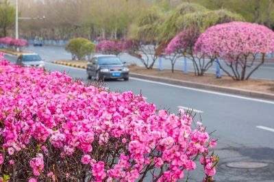 和兴路榆叶梅花开