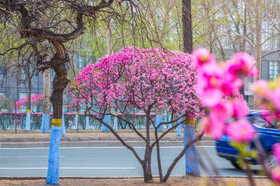 和兴路榆叶梅花开