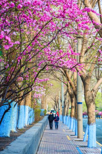 和兴路榆叶梅花开