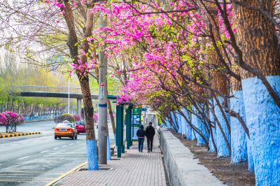 和兴路榆叶梅花开