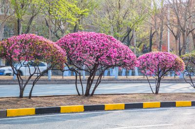 和兴路榆叶梅花开