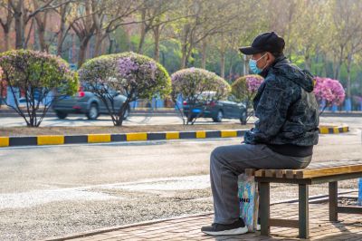 和兴路榆叶梅花开