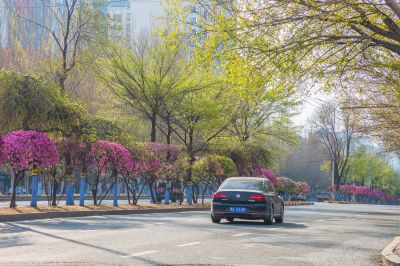 和兴路榆叶梅花开